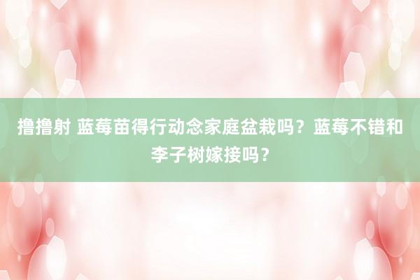 撸撸射 蓝莓苗得行动念家庭盆栽吗？蓝莓不错和李子树嫁接吗？